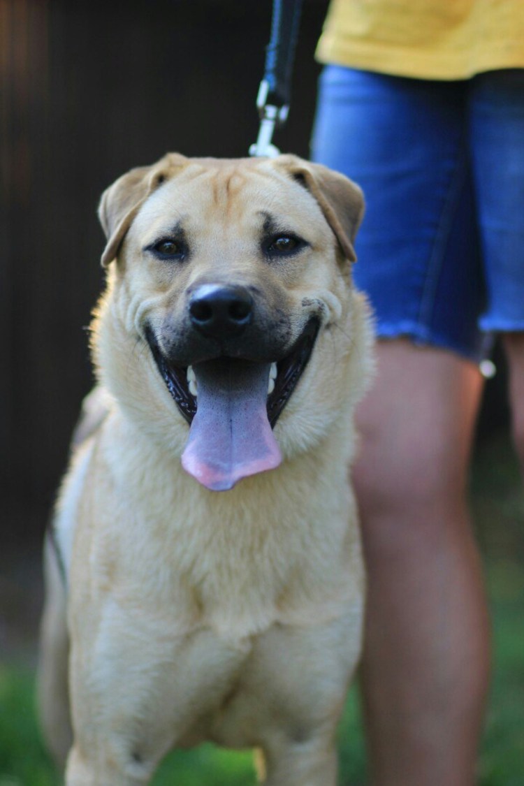 Метис шарпея и овчарки