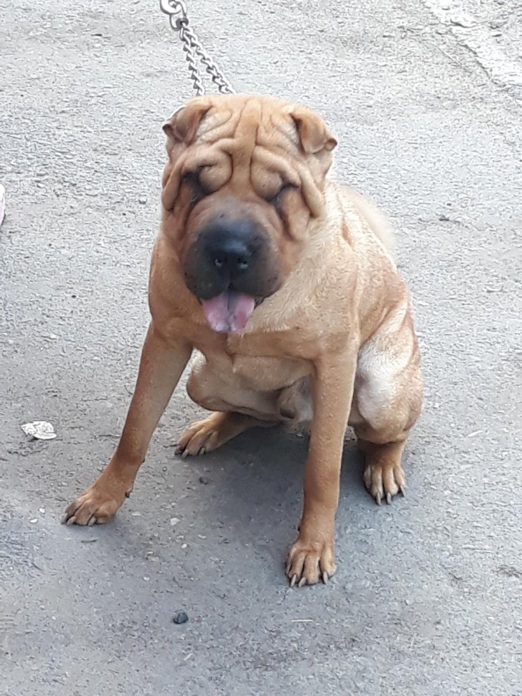 Шарпей с лабрадором