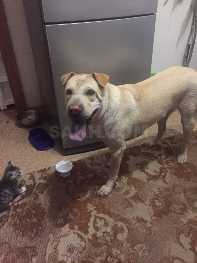 Метис шарпея