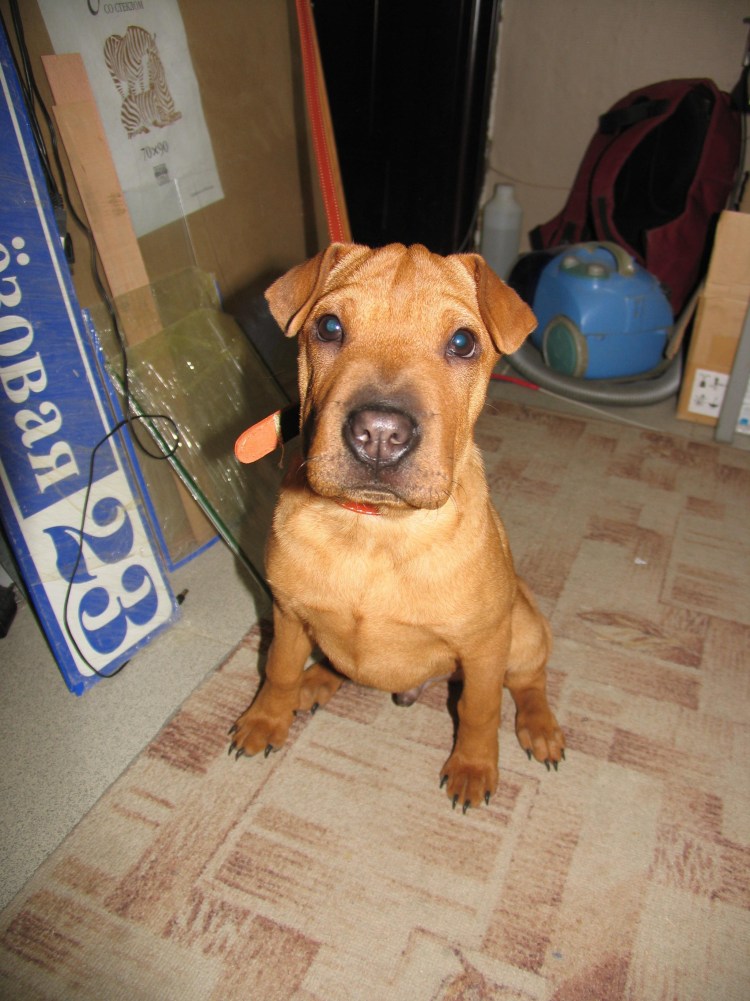 Шарпей Стаффорд