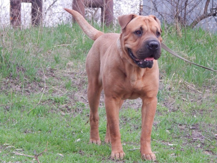 Метис стафф и шарпей