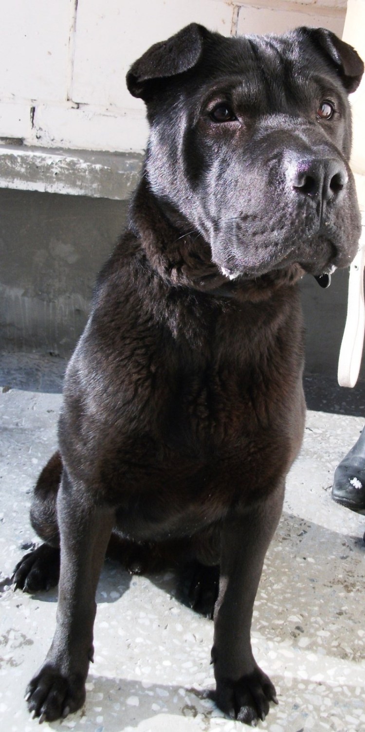 Помесь шарпея и питбуля