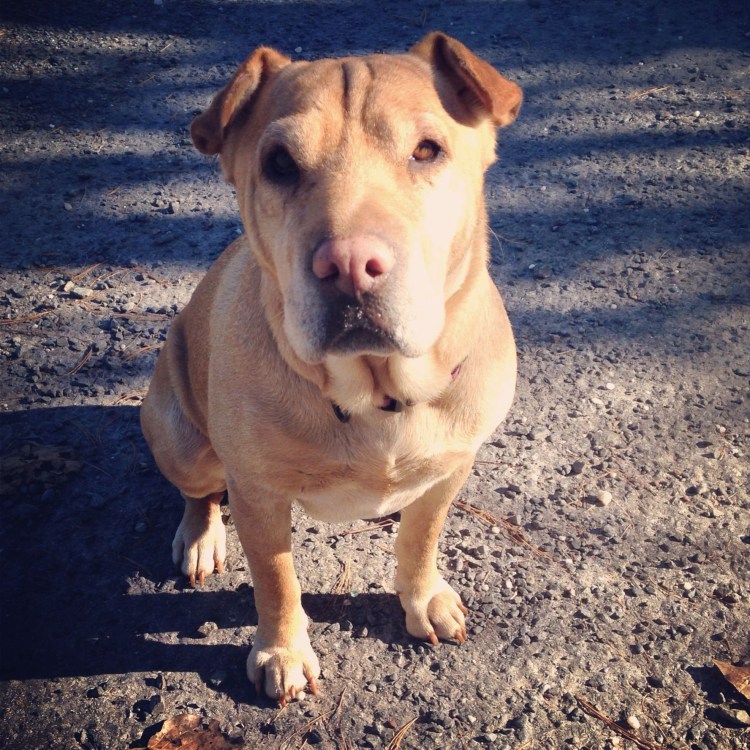 Порода шарпей метис