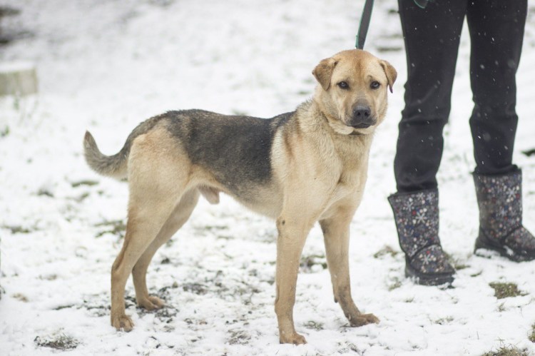 Помесь чау чау и лабрадора