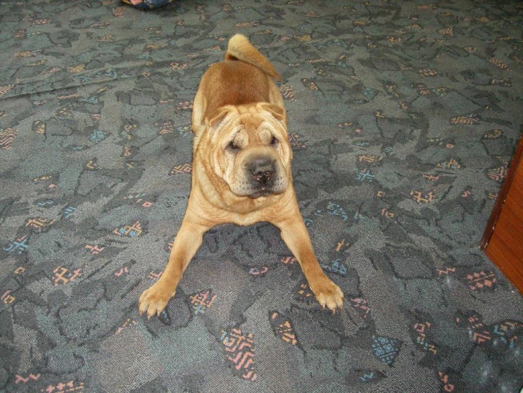 Метис стафф и шарпей