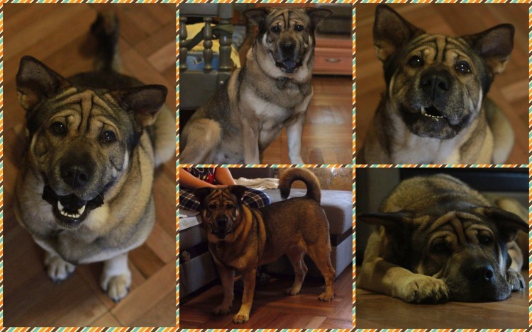 Смесь шарпея и хаски