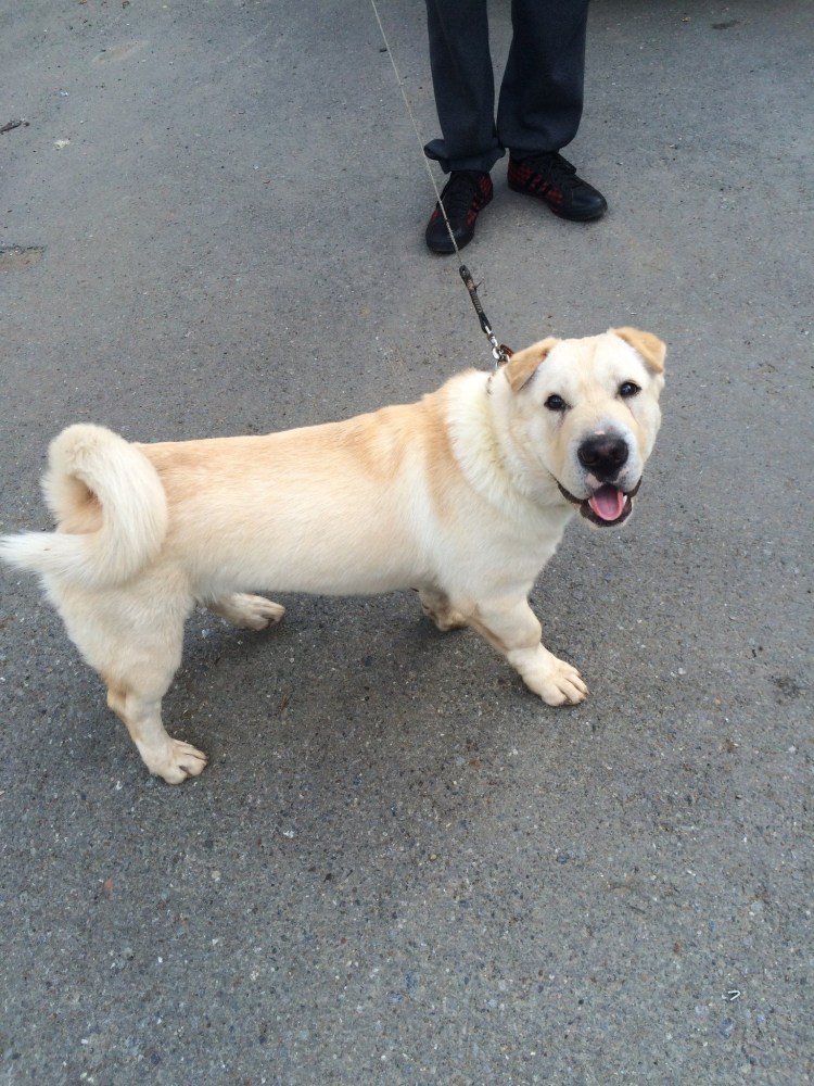 Метис шарпея и лабрадора