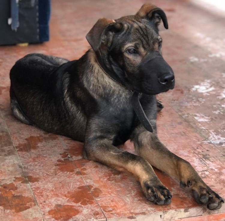 Метис шарпей и Стаффорд