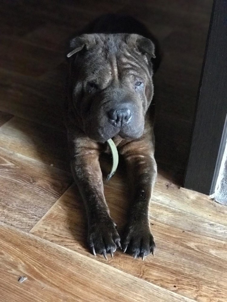 Акита с шарпеем