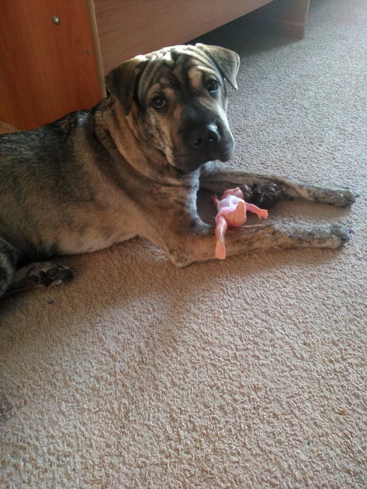 Шарпей с дворняжкой