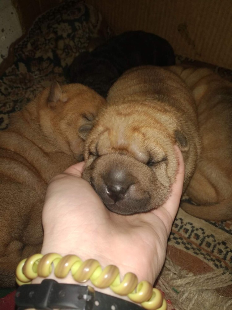 Питбуль и шарпей помесь