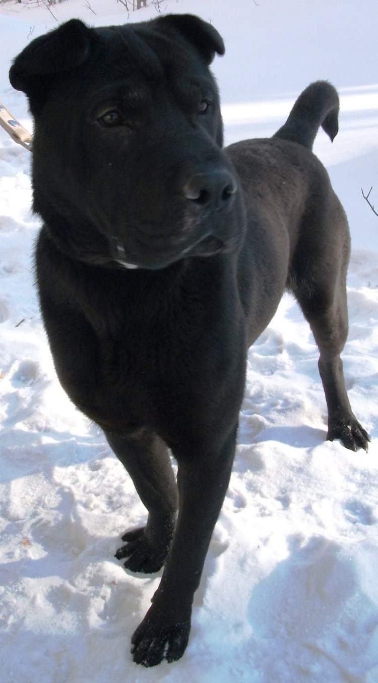 Помесь шарпея и дворняги