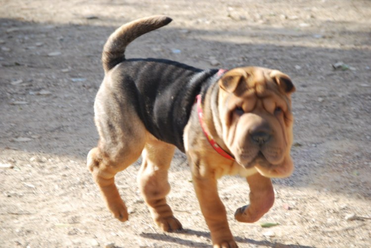 Питбуль и шарпей помесь