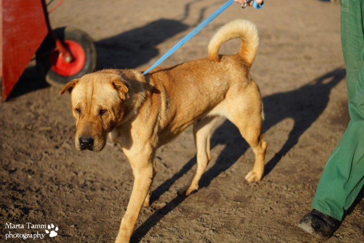 Бульмастиф шарпей метис
