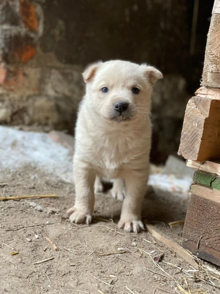 5 Щенков Бутуз