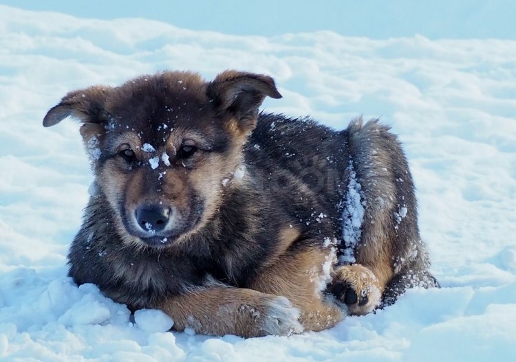Бутуз собака фото