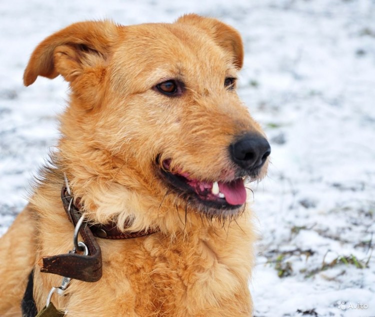 Собака Чуня