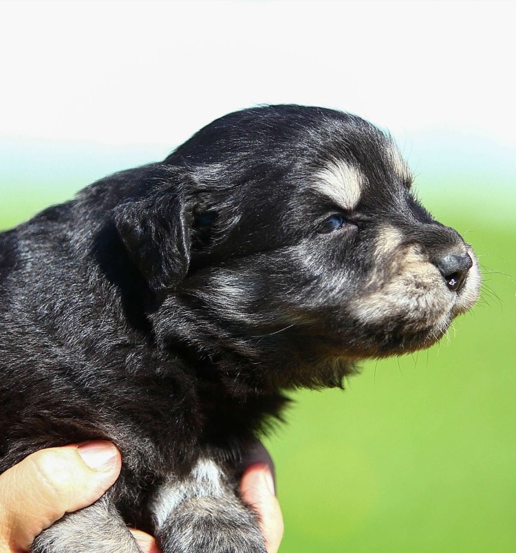 Чау чау альбинос