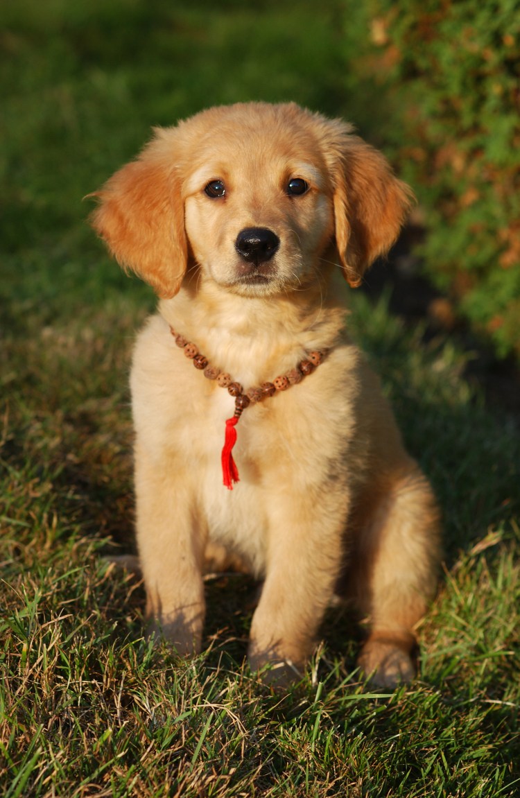 Бишон фризе