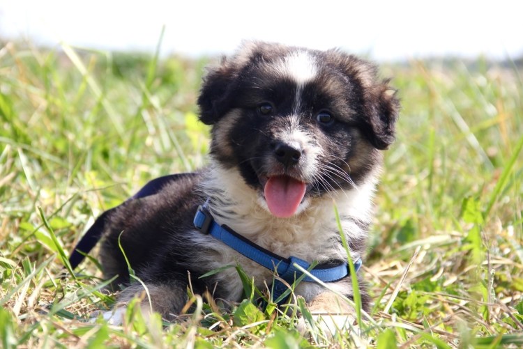 Красивые собачки большие