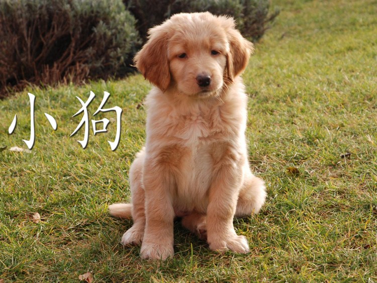 Собака в парике