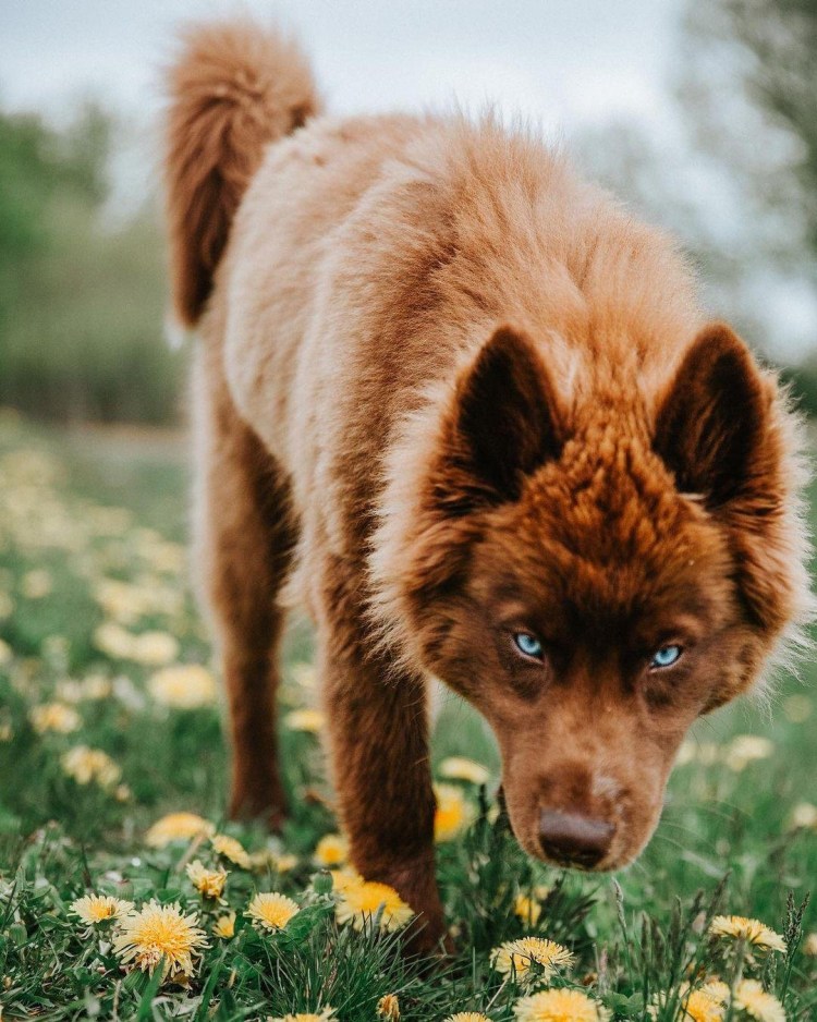 Померанский шпиц Boo
