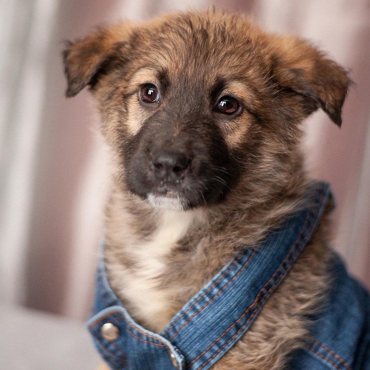 Щенок Бутуз