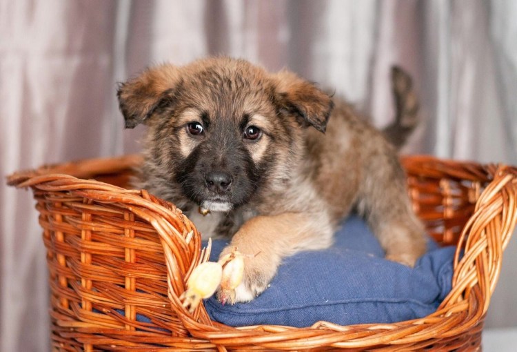 Жирный алабай