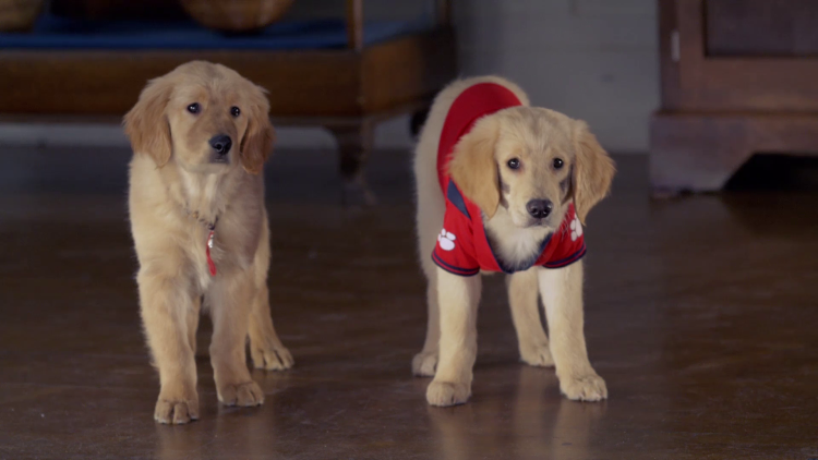 Красивые собаки больших пород хаски