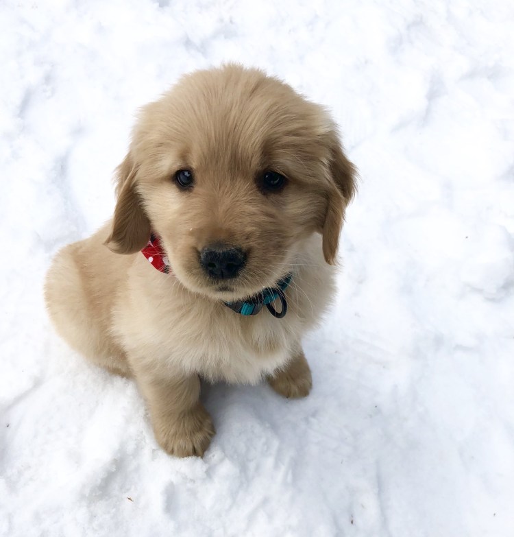 Пятерка супергероев / super buddies (2013)