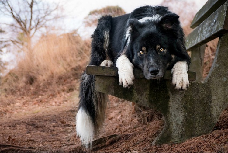 Бутуз собака