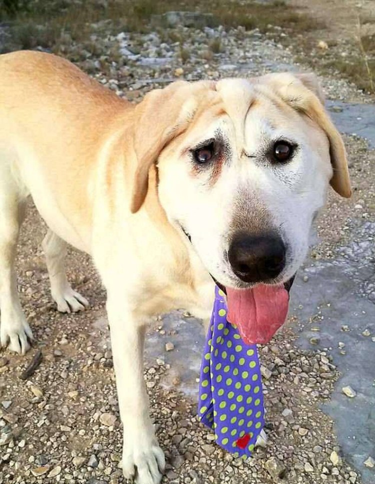 Смешные лабрадоры