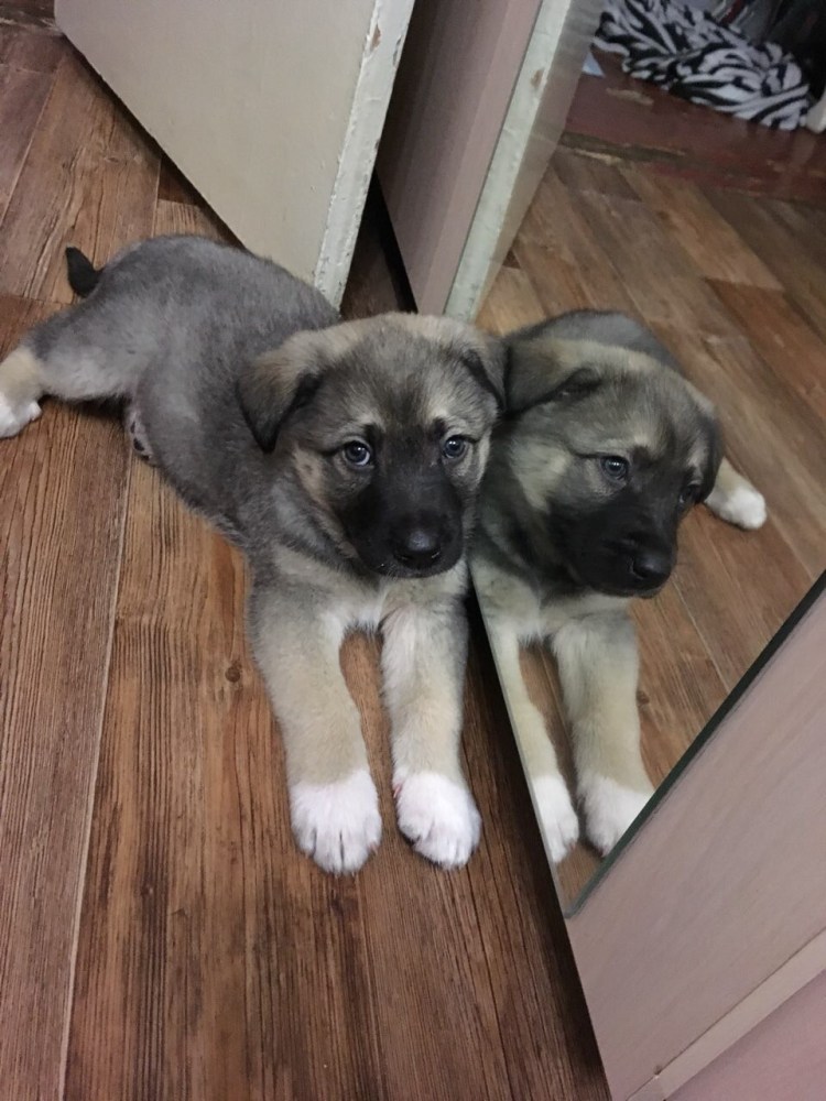 Ретривер и Далматин