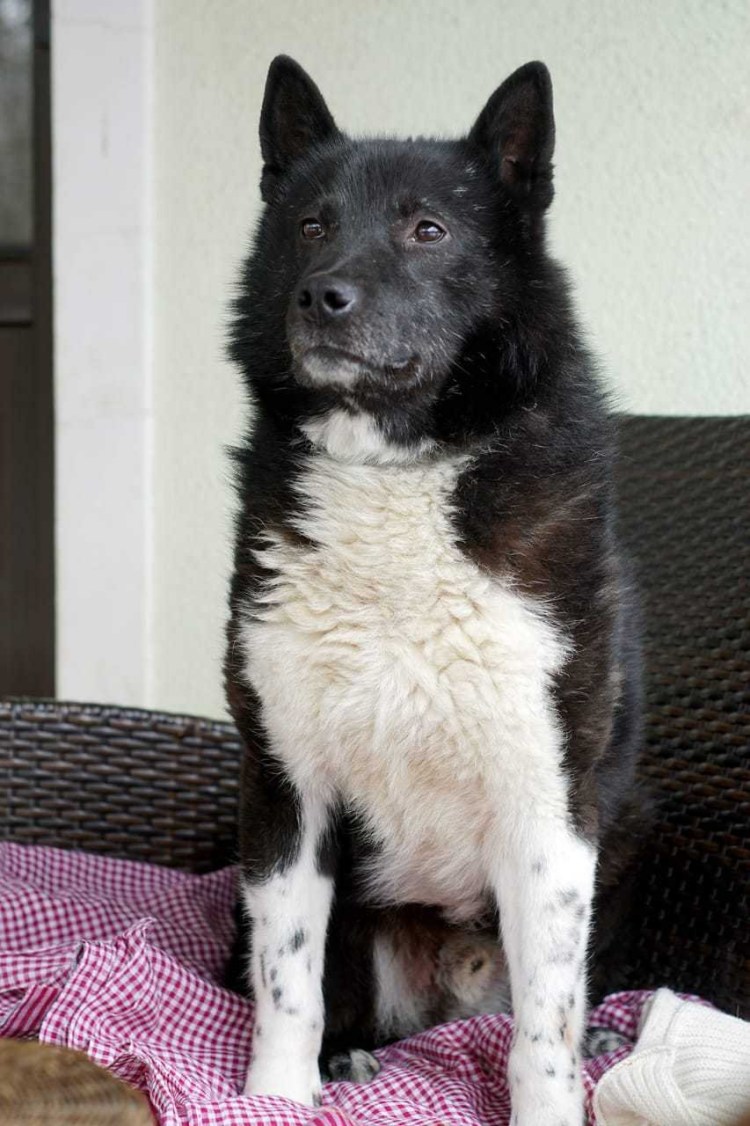 Бутуз собака фото