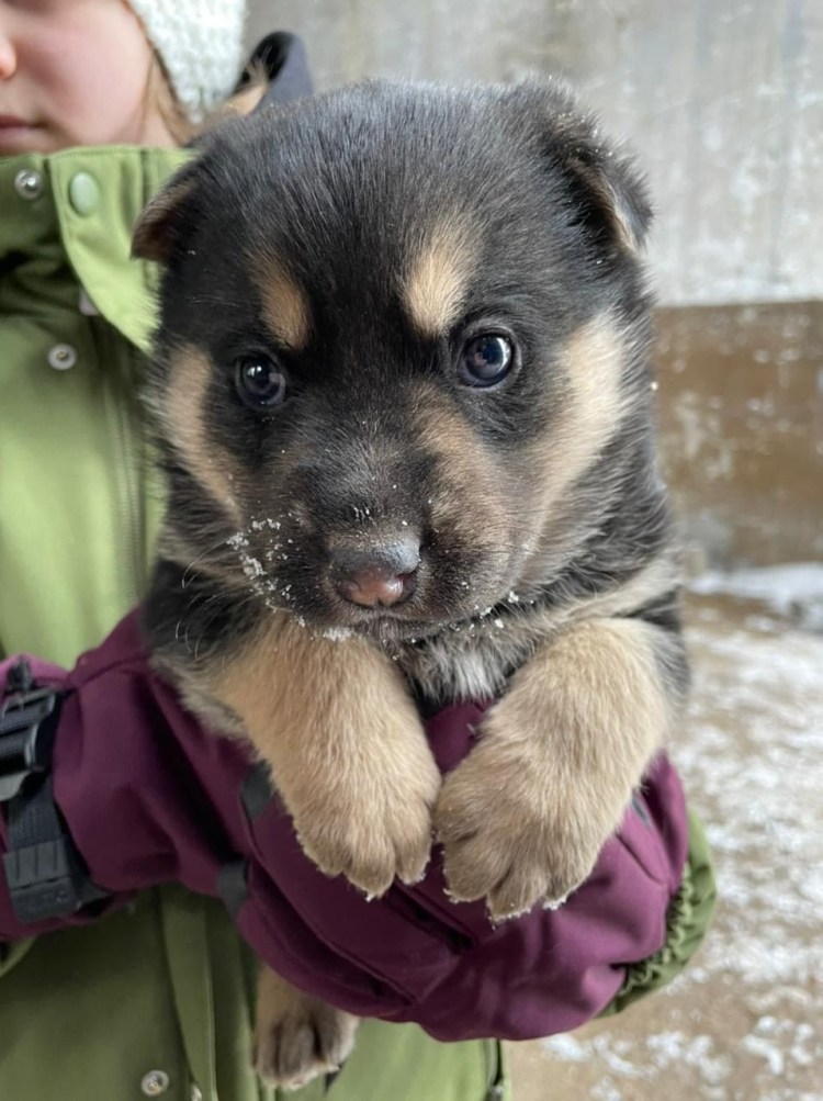 Белый шпиц и самоед