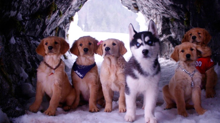 Собака Среднеазиатская овчарка алабай