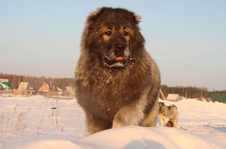 Снежная пятерка Розабелла