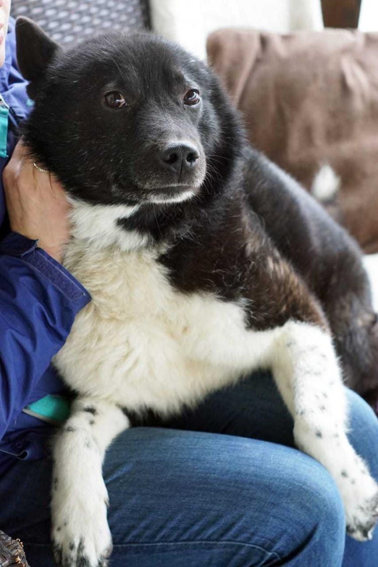 Порода Бутуз