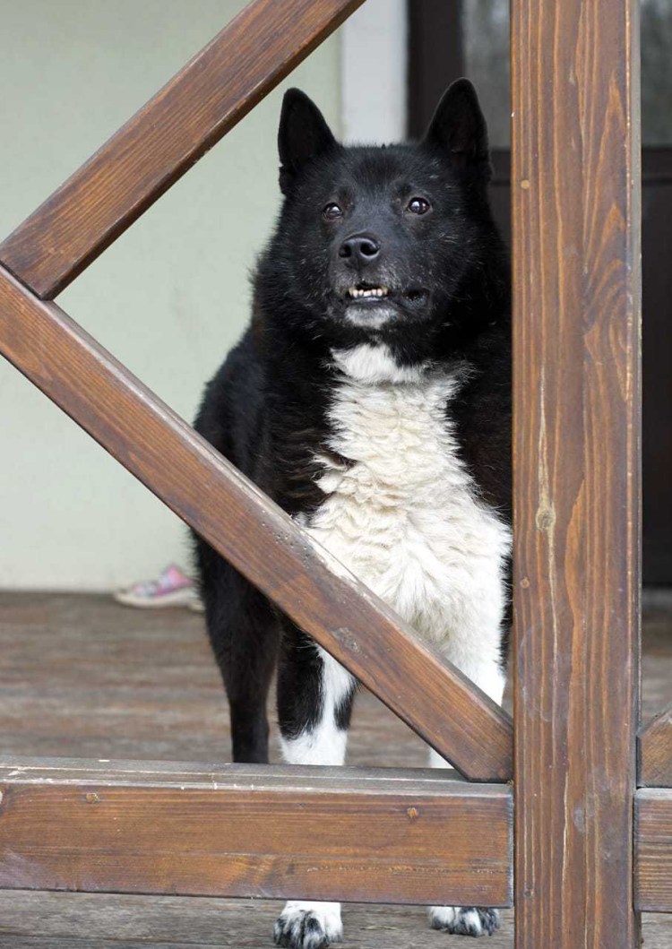 Бутуз собака