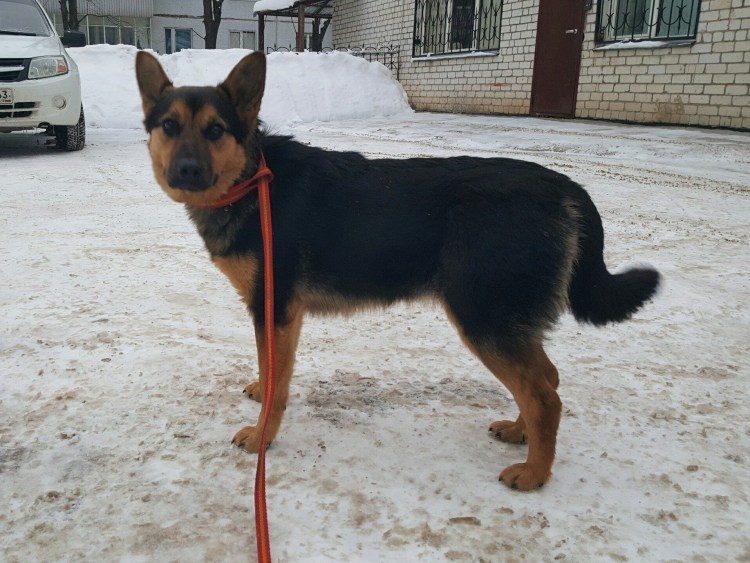 Бутуз собаки взрослые