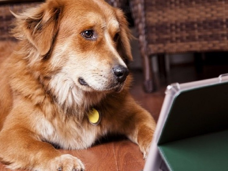 Hansa бордер-колли