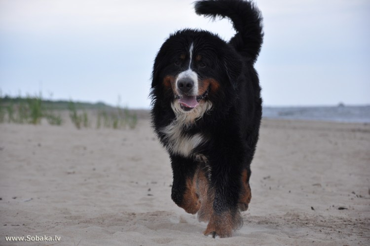 Собачья порода чау чау