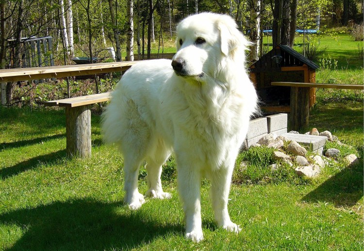 Пиренейская Горная овчарка