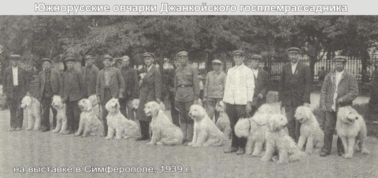 Южнорусская овчарка ЗКС