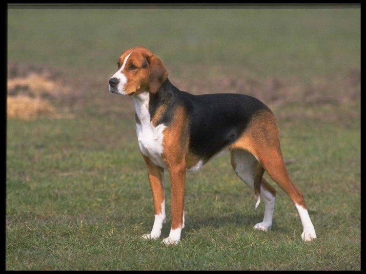 Американский фоксхаунд (американская Лисья гончая)