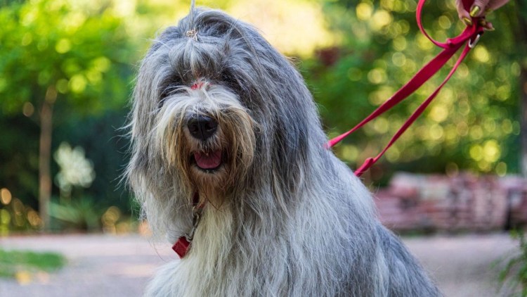 Татарские породы собак