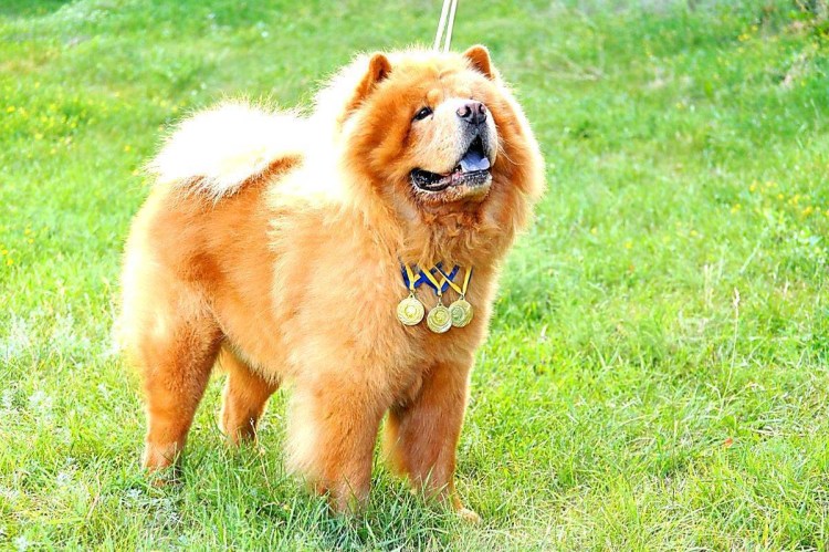 Чау-чау тибетский