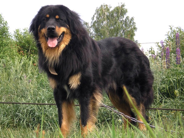 Банхар монгольская овчарка