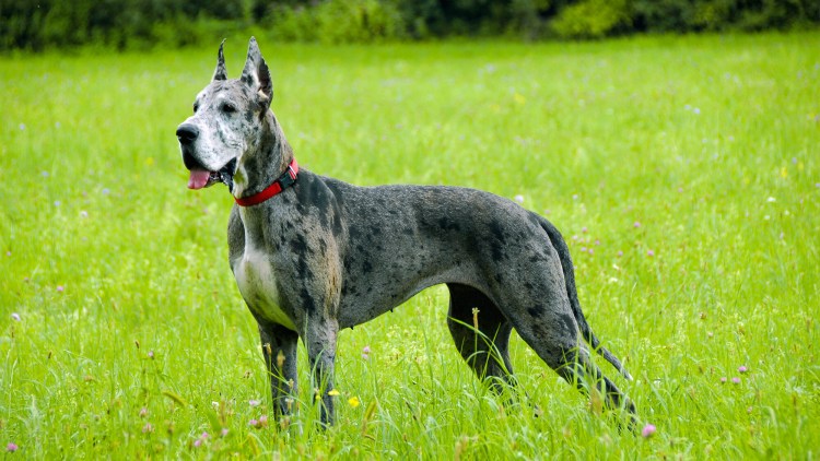 Дог порода собак