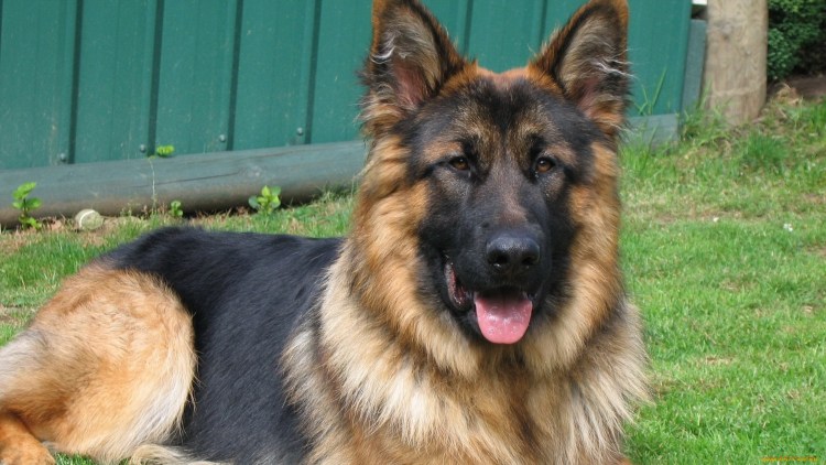 Немецкая овчарка 2005